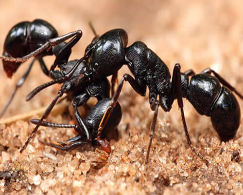 Ant Control