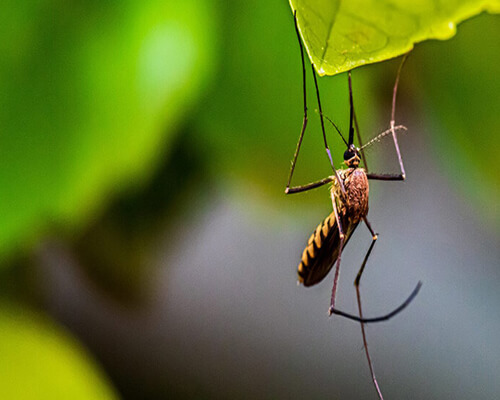 Mosquito Control
