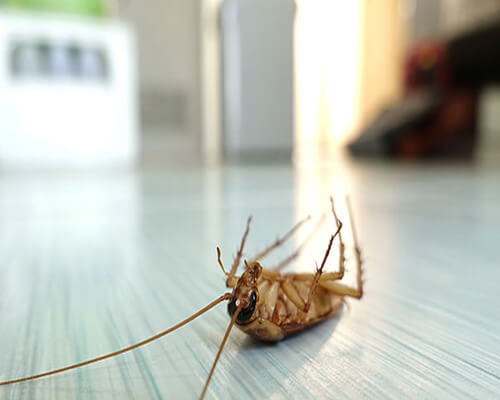 Cockroach Control